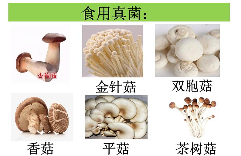 人教版生物八年级上册5.4.3《真菌》课件第3页