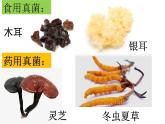 人教版生物八年级上册5.4.3《真菌》课件