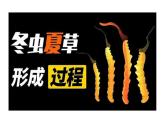 人教版生物八年级上册5.4.3《真菌》课件