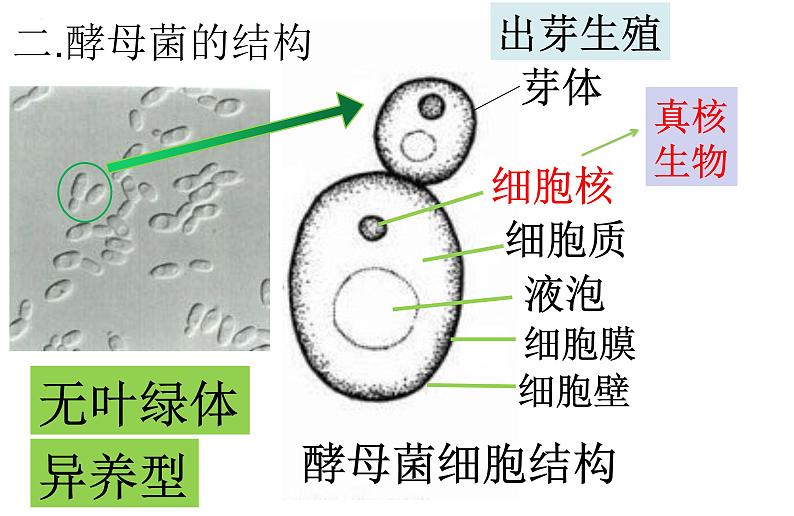 人教版生物八年级上册5.4.3《真菌》课件第8页