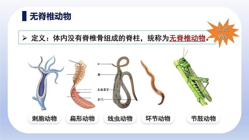 人教版生物七年级上册2.2.1《无脊椎动物》教学课件第3页