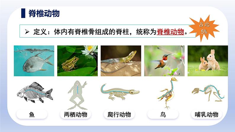 人教版生物七年级上册2.2.1《无脊椎动物》教学课件第4页