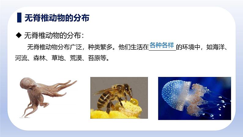 人教版生物七年级上册2.2.1《无脊椎动物》教学课件第6页