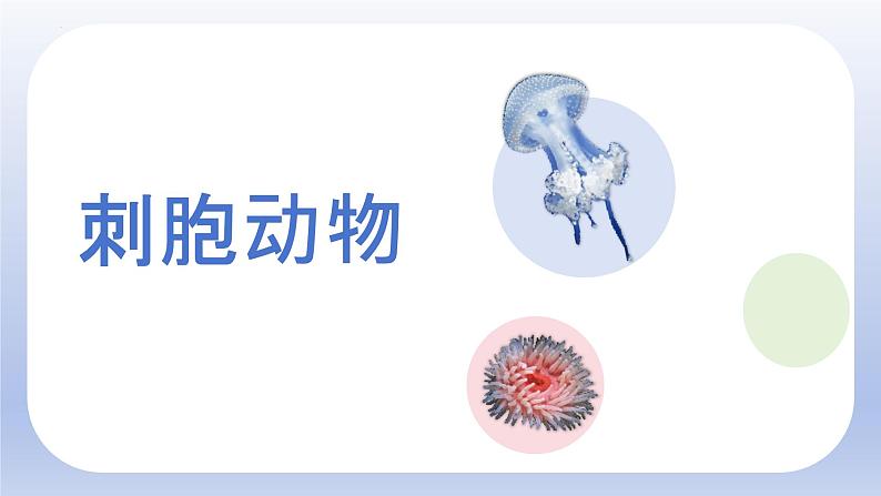 人教版生物七年级上册2.2.1《无脊椎动物》教学课件第8页