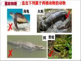 人教版生物七年级上册2.2.2《脊椎动物—鸟》教学课件
