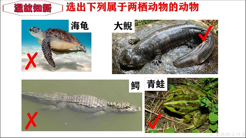 人教版生物七年级上册2.2.2《脊椎动物—鸟》教学课件第3页