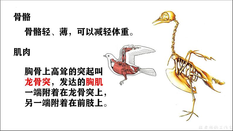 人教版生物七年级上册2.2.2《脊椎动物—鸟》教学课件第7页