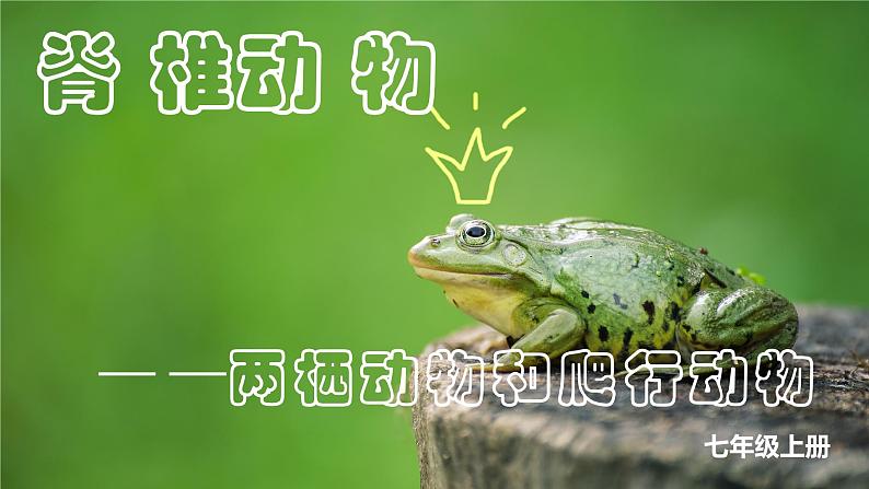 人教版生物七年级上册2.2.2《脊椎动物-两栖和爬行动物》教学课件01