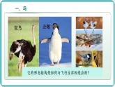 人教版生物七年级上册2.2.2《无脊椎动物-鸟和哺乳动物》教学课件
