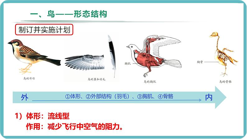 人教版生物七年级上册2.2.2《无脊椎动物-鸟和哺乳动物》教学课件第5页