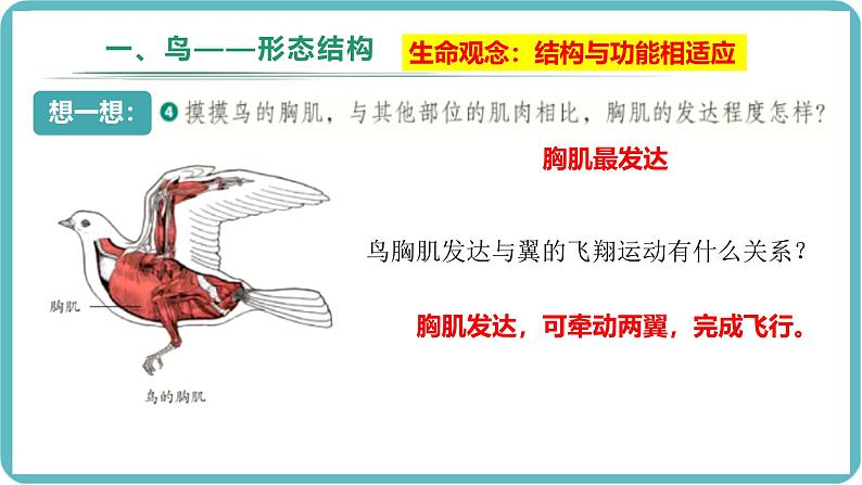 人教版生物七年级上册2.2.2《无脊椎动物-鸟和哺乳动物》教学课件第7页