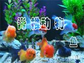 人教版生物七年级上册2.2.2《脊椎动物-鱼》（课件）
