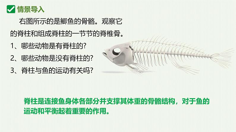 人教版生物七年级上册2.2.2《脊椎动物-鱼》（课件）第3页