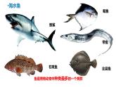 人教版生物七年级上册2.2.2《鱼》教学课件