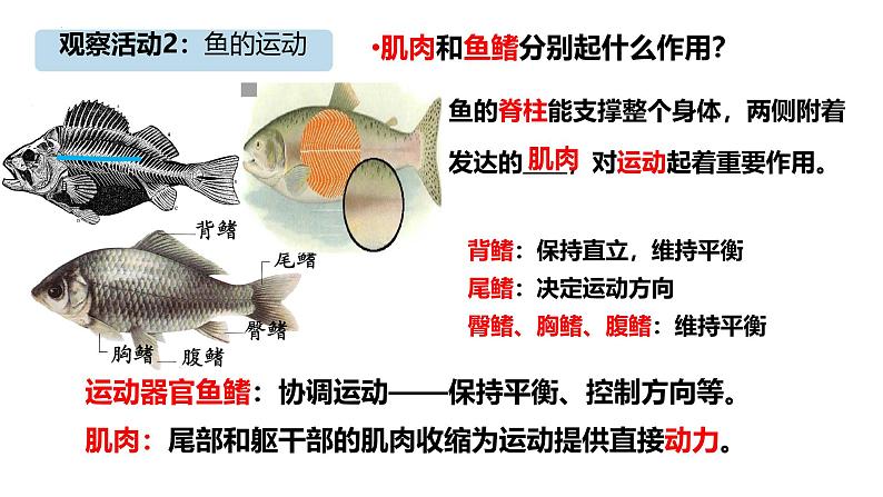 人教版生物七年级上册2.2.2《鱼》教学课件08