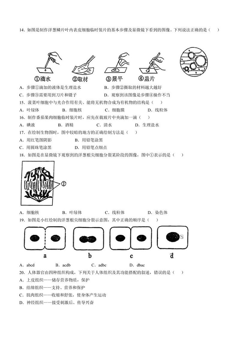 辽宁省鞍山市高新区2024～2025学年七年级(上)期中生物试卷(含答案)第3页