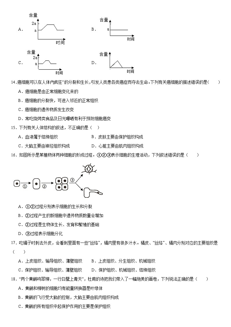 广东省深圳市宝安区振兴学校2024-2025学年七年级上学期期中生物试题03