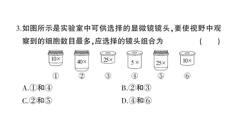 初中生物新北师大版七年级上册第2单元第2、3章综合训练作业课件（2024秋）第4页
