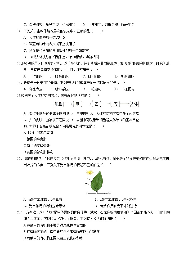 七年级生物第三次月考卷（考试版A4）（北师大版2024）第3页