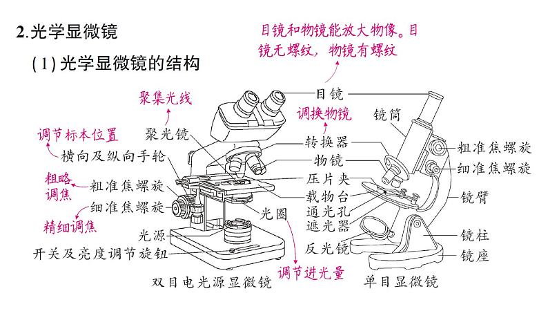 初中生物新北师大版七年级上册第2单元第2章第一节 细胞作业课件2024秋第3页