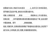 初中生物新北师大版七年级上册第2单元第2章第一节 细胞作业课件2024秋