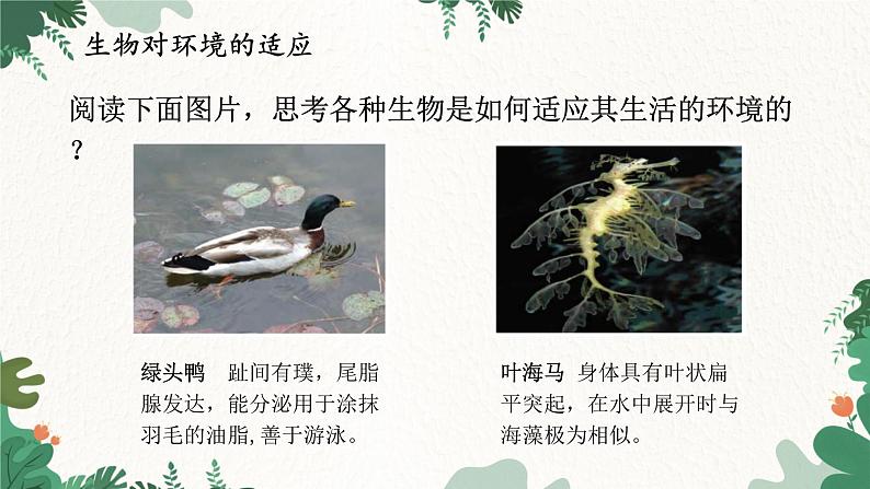 济南版生物八年级下册 6.1.2 生物对环境的适应与影响课件第2页