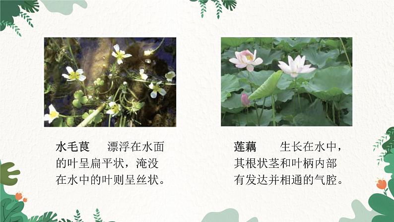 济南版生物八年级下册 6.1.2 生物对环境的适应与影响课件第3页