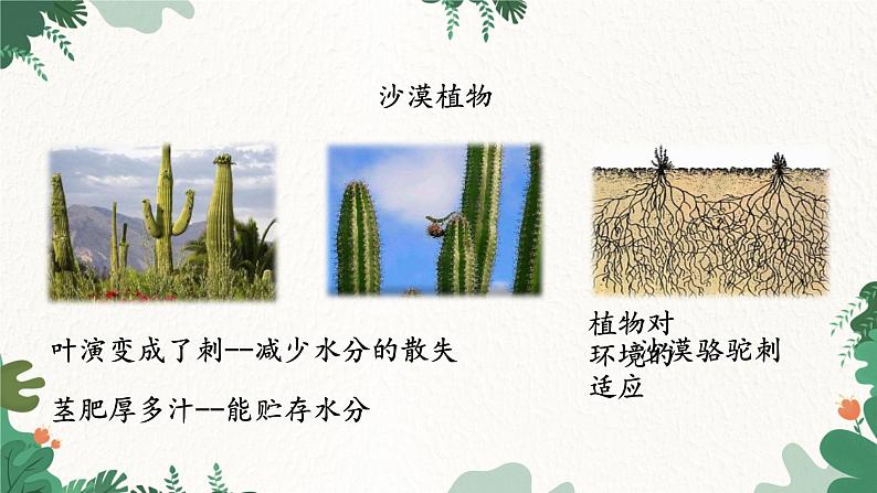 济南版生物八年级下册 6.1.2 生物对环境的适应与影响课件第5页