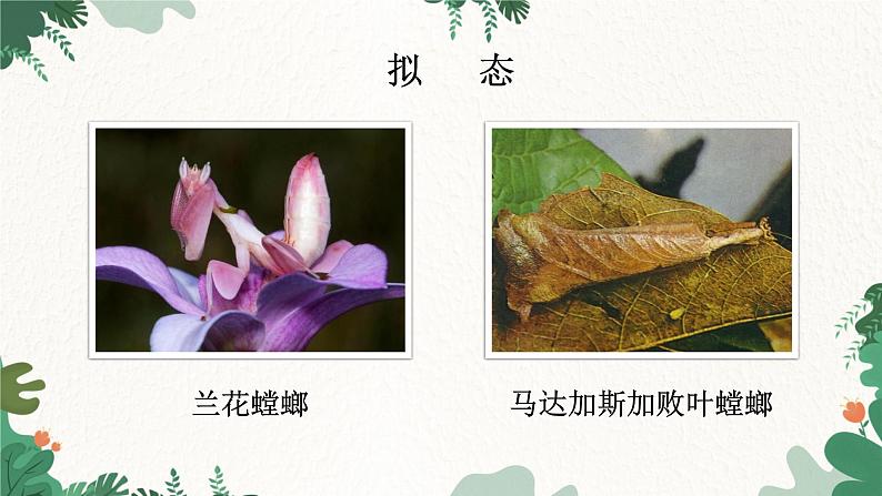 济南版生物八年级下册 6.1.2 生物对环境的适应与影响课件第8页