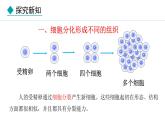 2024人教版生物七年级上册第一单元生物和细胞第三章从细胞到生物体1.3.2动物体的结构层次教学课件ppt