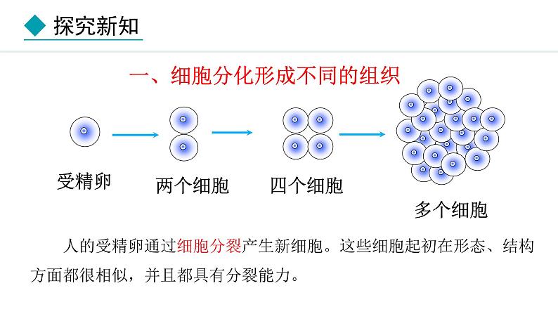 2024人教版生物七年级上册第一单元生物和细胞第三章从细胞到生物体1.3.2动物体的结构层次教学课件ppt第4页