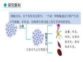 2024人教版生物七年级上册第一单元生物和细胞第三章从细胞到生物体1.3.2动物体的结构层次教学课件ppt