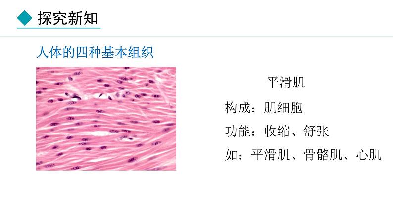 2024人教版生物七年级上册第一单元生物和细胞第三章从细胞到生物体1.3.2动物体的结构层次教学课件ppt第8页