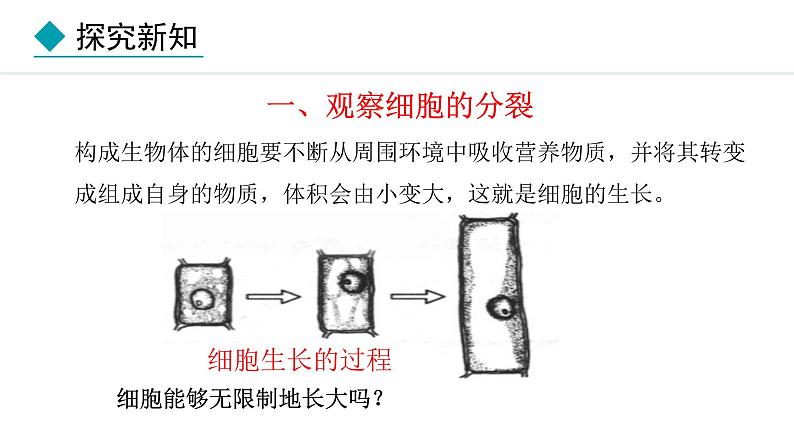 2024人教版生物七年级上册第一单元生物和细胞第三章从细胞到生物体1.3.1细胞通过分裂产生新细胞教学课件ppt第4页
