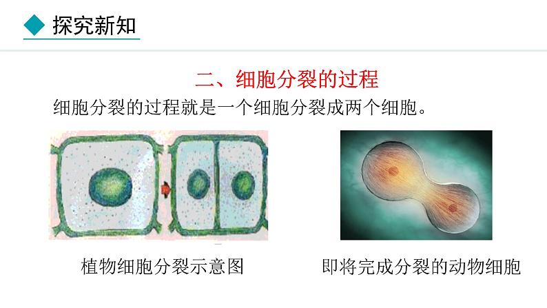 2024人教版生物七年级上册第一单元生物和细胞第三章从细胞到生物体1.3.1细胞通过分裂产生新细胞教学课件ppt第7页
