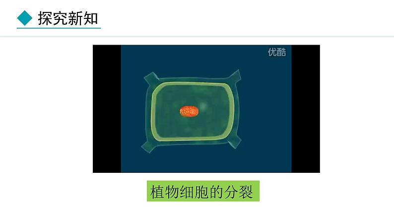 2024人教版生物七年级上册第一单元生物和细胞第三章从细胞到生物体1.3.1细胞通过分裂产生新细胞教学课件ppt第8页