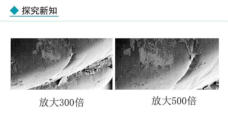 2024人教版生物七年级上册第二单元多种多样的生物第三章微生物2.3.2细菌教学课件ppt第5页