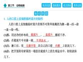 2024人教版生物七年级上册第一单元生物和细胞第二章认识细胞1.2.3　动物细胞 习题课件ppt
