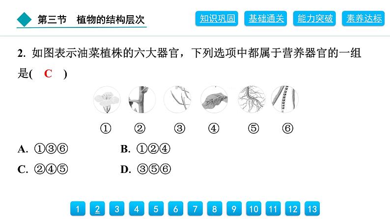 2024人教版生物七年级上册第一单元生物和细胞第三章从细胞到生物体1.3.3　植物体的结构层次 习题课件ppt第5页