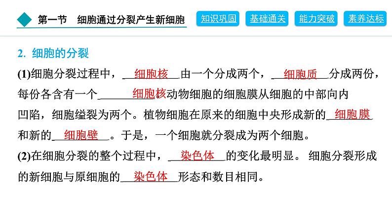 2024人教版生物七年级上册第一单元生物和细胞第三章从细胞到生物体1.3.1　细胞通过分裂产生新细胞 习题课件ppt第3页