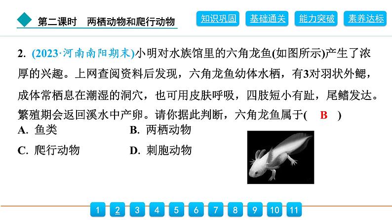 2024人教版生物七年级上册第二单元多种多样的生物第二章动物的类群2.2.2　第2课时　两栖动物和爬行动物 习题课件ppt第5页