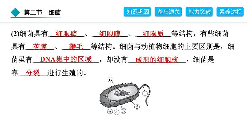 2024人教版生物七年级上册第二单元多种多样的生物第三章微生物2.3.2　细菌 习题课件ppt第4页