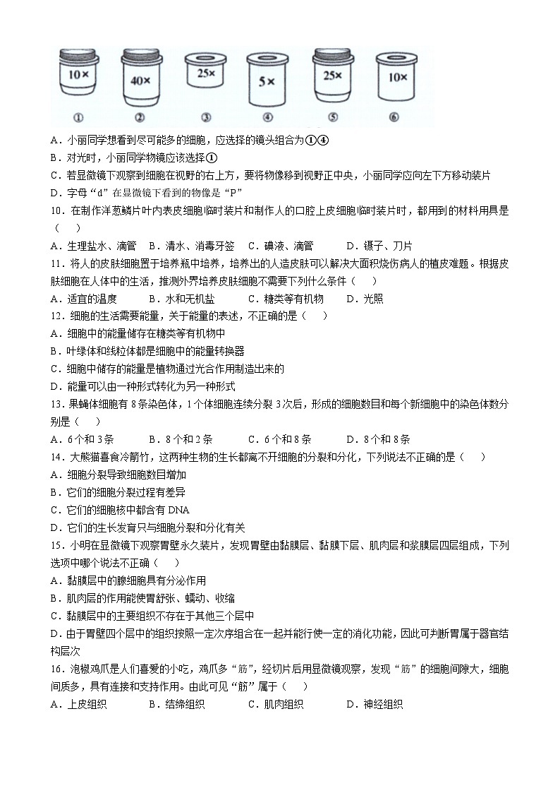 重庆市第八中学2024—2025学年七年级上学期期中生物试题(无答案)第2页