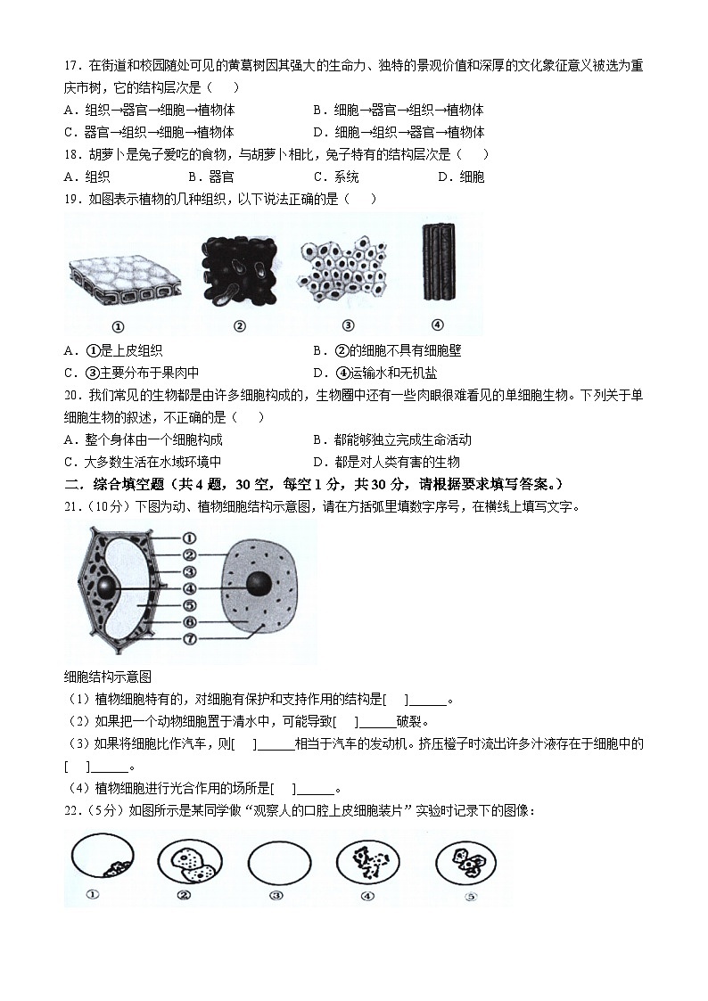 重庆市第八中学2024—2025学年七年级上学期期中生物试题(无答案)第3页