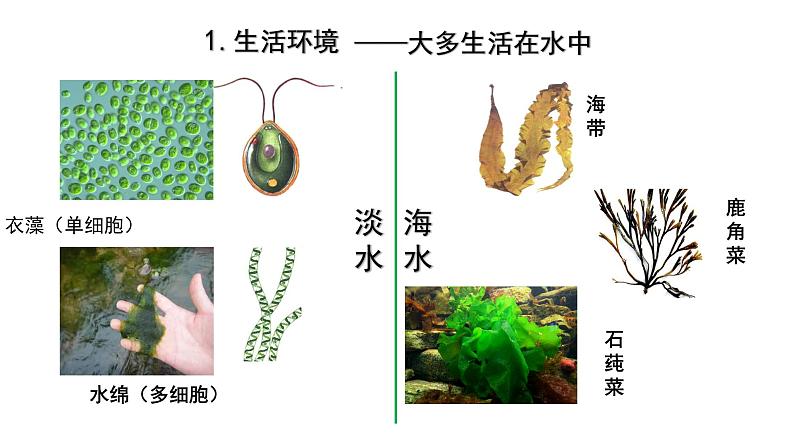 2024人教版生物七年级上册第二单元多种多样的生物第一章藻类与植物的类群2.1.1藻类、苔藓植物和蕨类植物教学课件ppt第4页