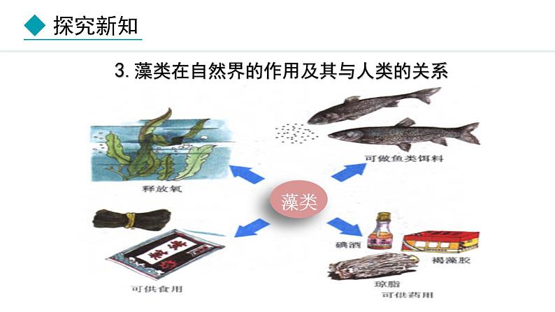 2024人教版生物七年级上册第二单元多种多样的生物第一章藻类与植物的类群2.1.1藻类、苔藓植物和蕨类植物教学课件ppt第6页