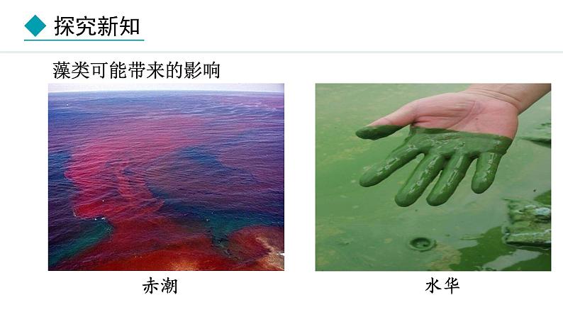 2024人教版生物七年级上册第二单元多种多样的生物第一章藻类与植物的类群2.1.1藻类、苔藓植物和蕨类植物教学课件ppt第7页