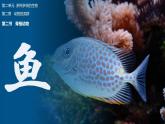 【人教版】七上生物  2.2.2 脊椎动物（一）鱼（课件+练习）