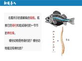 【人教版】七上生物  2.2.2 脊椎动物（一）鱼（课件+练习）