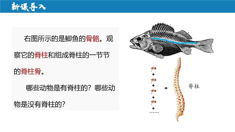 2.2.2+脊椎动物（一）鱼第4页